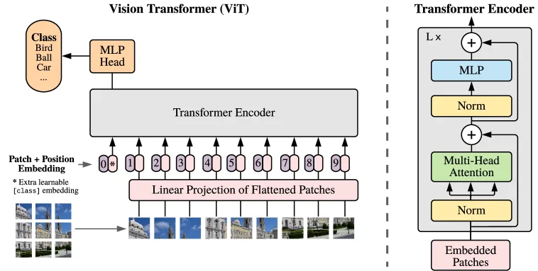 ViT 模型架构图：图像分块、线性投影、Transformer 编码